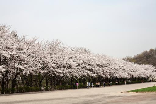 서울대공원벚꽃길