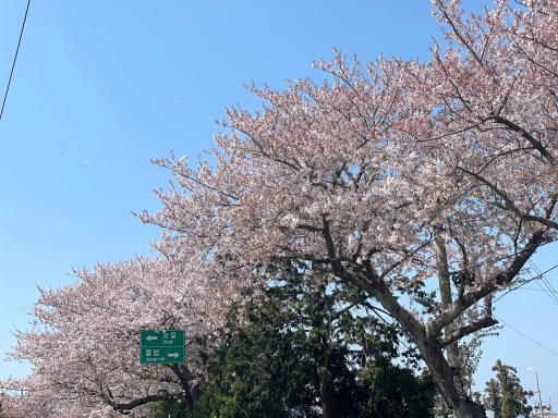 장전리왕벚꽃거리
