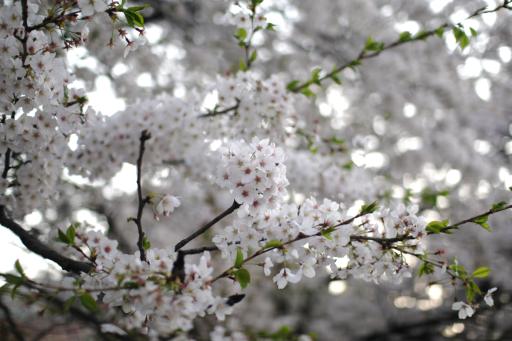 경기도청구청사벚꽃길