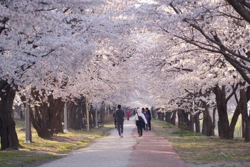591. 황구지천벚꽃길