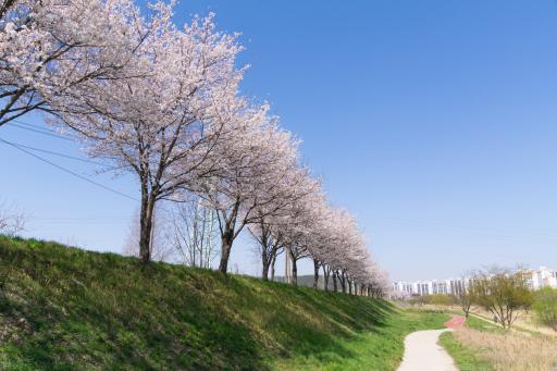 정림동벚꽃길