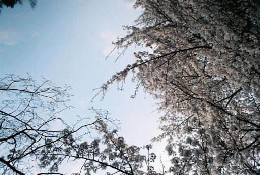 양평갈산공원벚꽃길