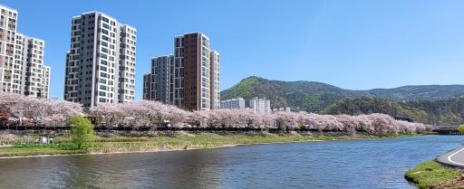 동천벚꽃길