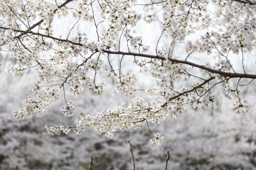 SK인천석유화학벚꽃동산