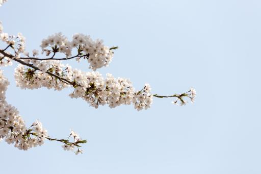 금오천벚꽃길