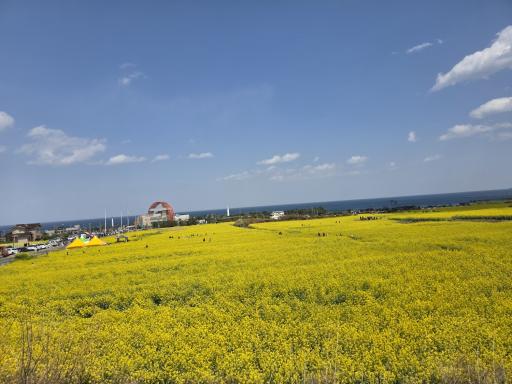 호미곶유채꽃밭