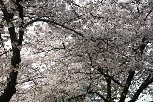 비발디파크벚꽃길