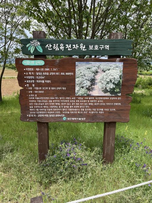 이팝나무군락지