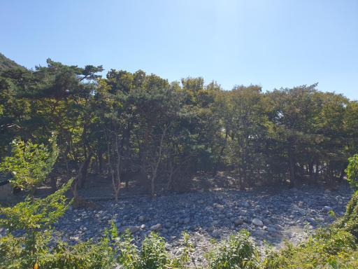 송림숲