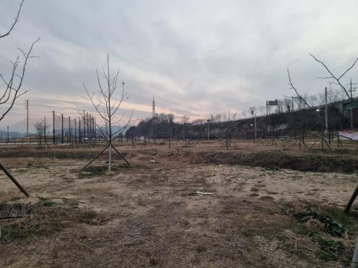 신소양체육공원 핑크뮬리